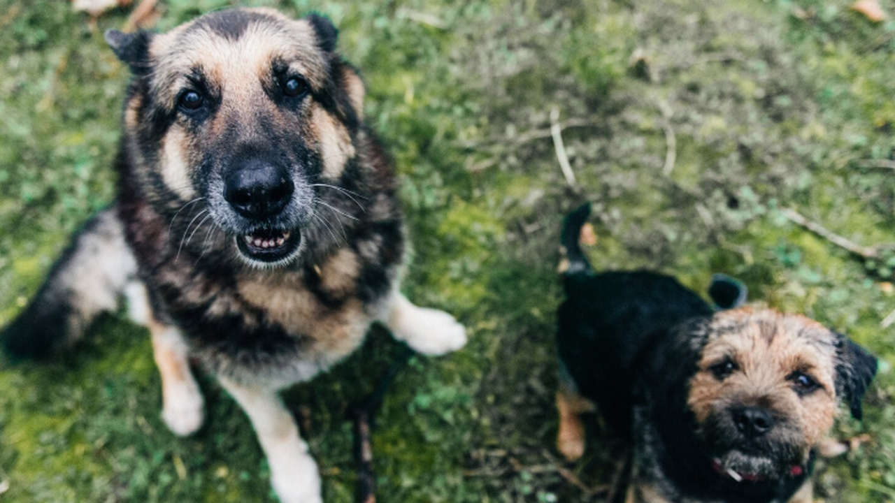 Черепа древних собак указывают на раннее формирование породного разнообразия Начальные этапы одомашнивания собак остаются ма...