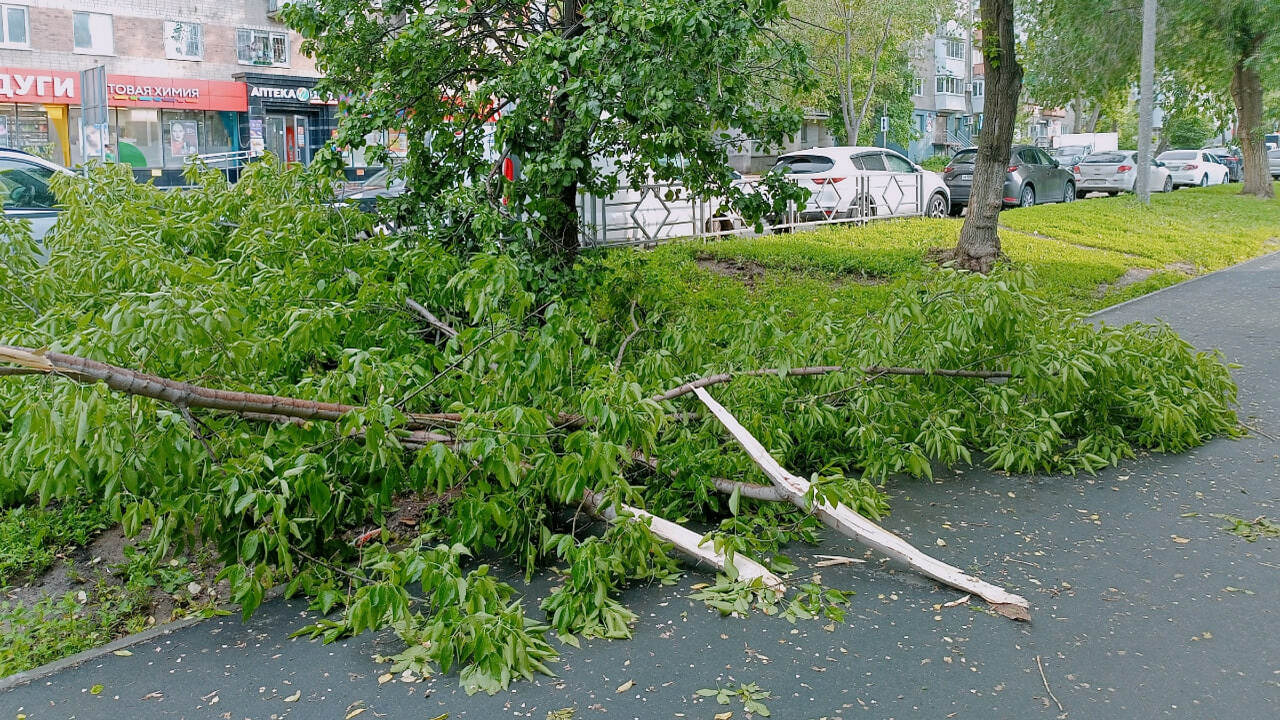 После трагедии в Самаре, где дерево убило школь...