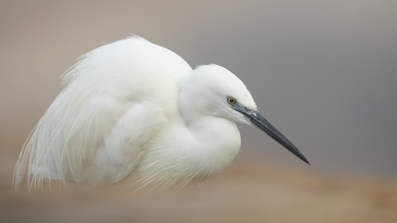 У вымерших гавайских ибисов Apteribis оказались маленькие глаза и плохое зрение Учёные выяснили, что Apteribis — вымерший гавай...