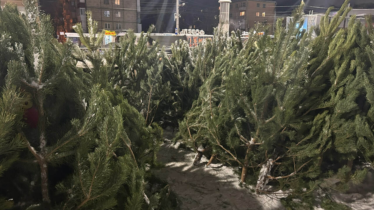 Эксперт назвала простые способы сохранить свежесть хвойных веток дома Продлить жизнь срезанным хвойным веткам в кварт...