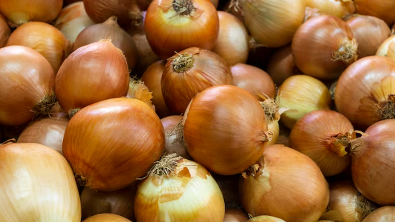 Зимняя посадка лука: сроки, сорта и агротехника для урожая уже весной - советы эксперта Зимняя посадка лука экономит весенние силы и да...