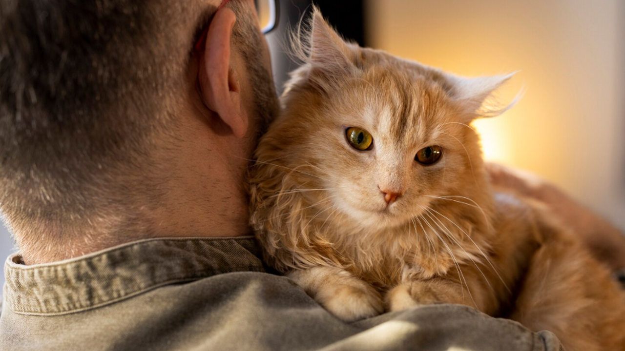 Житель Стамбула согласился платить 10 лет алименты на котов после развода Пара из Стамбула подала на развод по причине не...