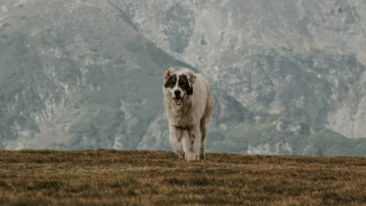 Генетики: история собак и миграции людей были тесно переплетены тысячелетиями Исследование показало, что перемещения собак в ...