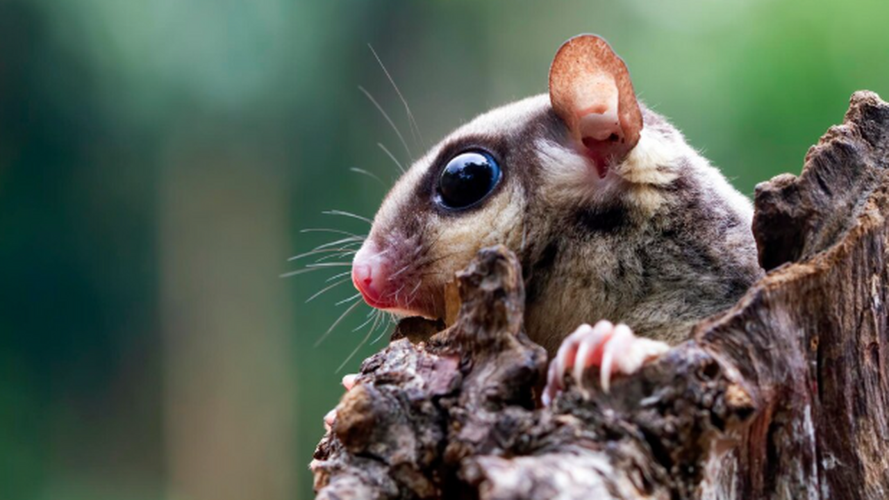 зверек Bettongia haoucharae исчез сразу после о...
