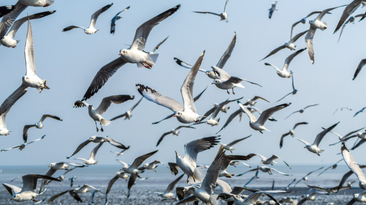 Чайки различают интонацию: крик «Это моя еда» работает лучше Чайки реагируют на эмоциональную окраску челове...