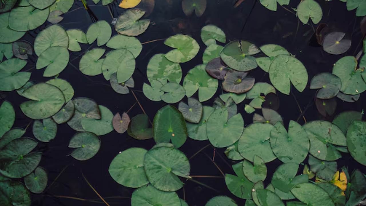 Исследования показывают, что при экстремальной ...