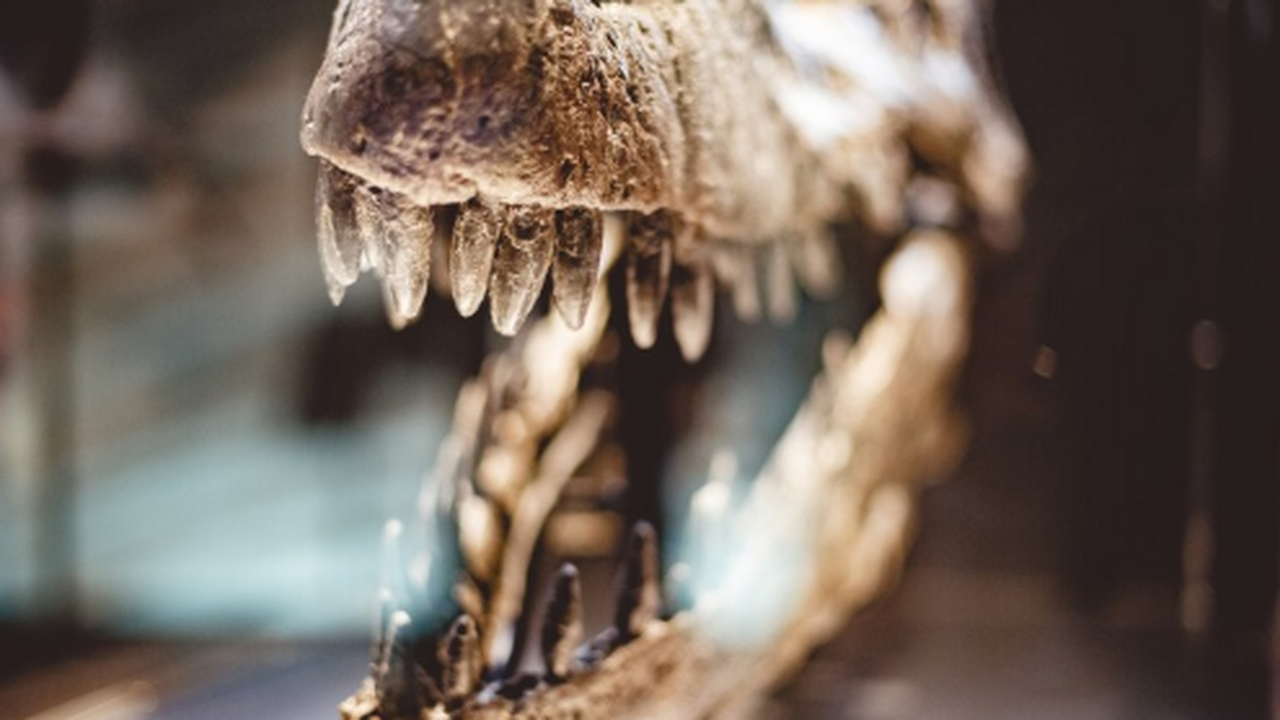 В Германии обнаружили окаменелость ихтиозавра Temnodontosaurus с мягкими тканями В Германии обнаружили окаменелость ихтиозавра с...