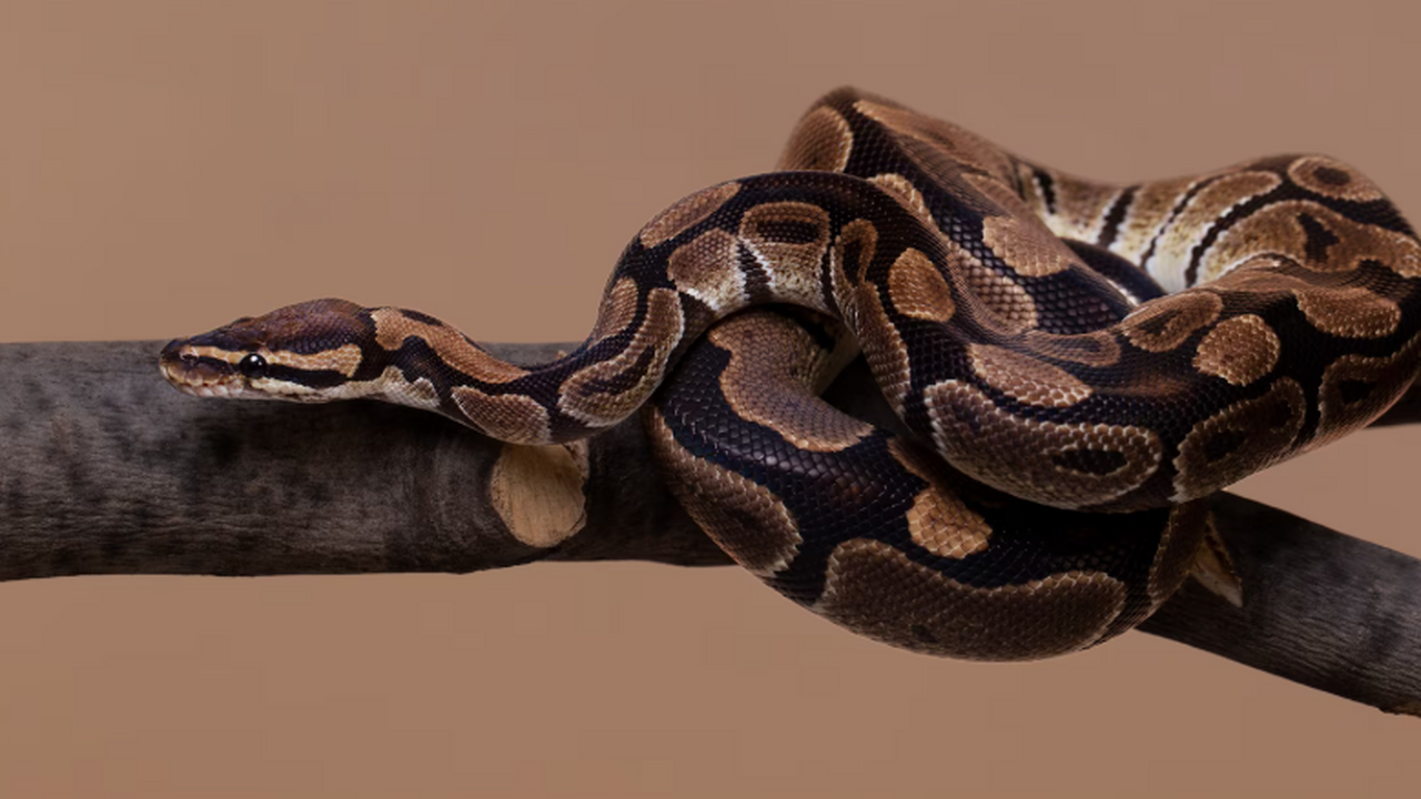 Учёные нашли метаболит pTOS, который помогает п...