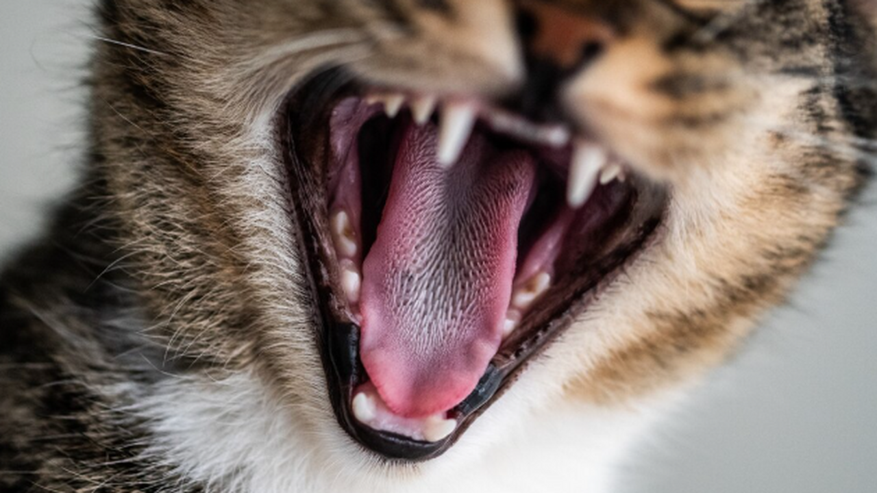 Учёные установили, как человек смог повлиять на изменения кошачьего мяуканья Исследователи установили, что мурлыканье служит...