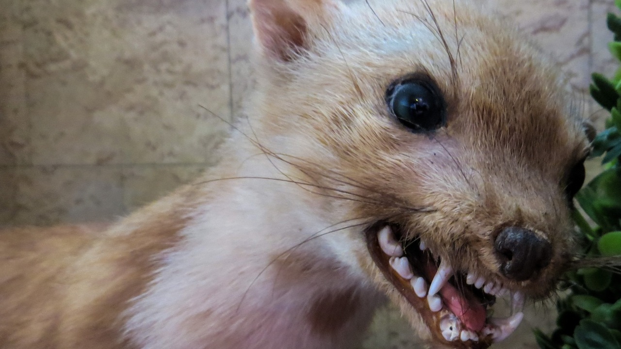 Введен режим карантина на 60 дней