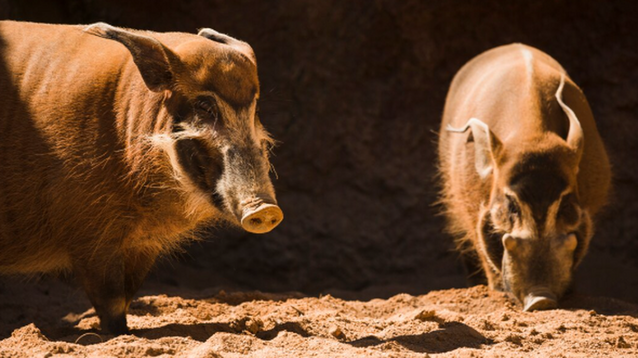 Палеонтологи сообщили об обнаружении в Африке н...