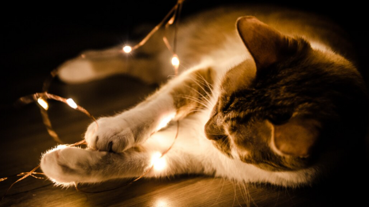 Влажный корм для кошек: безопасный и недорогой ...