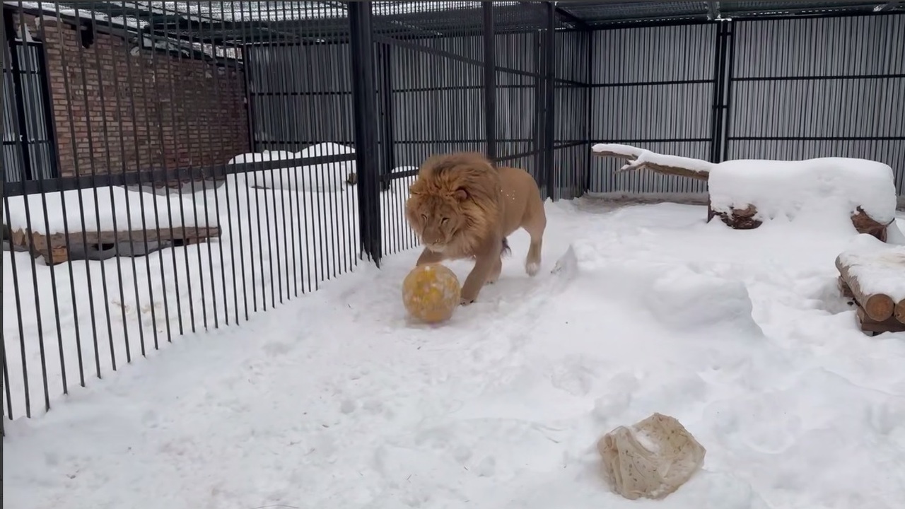 Видео с играющим Алтаем завирусилось в соцсетях