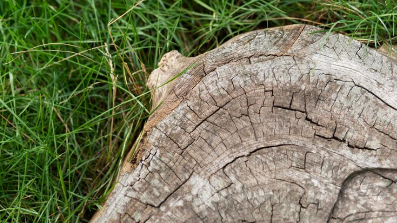 «Палеогород»: древнейший пень Ленобласти отправят на исследование в СПбГУ В окрестностях Луги найден окаменелый пень возр...