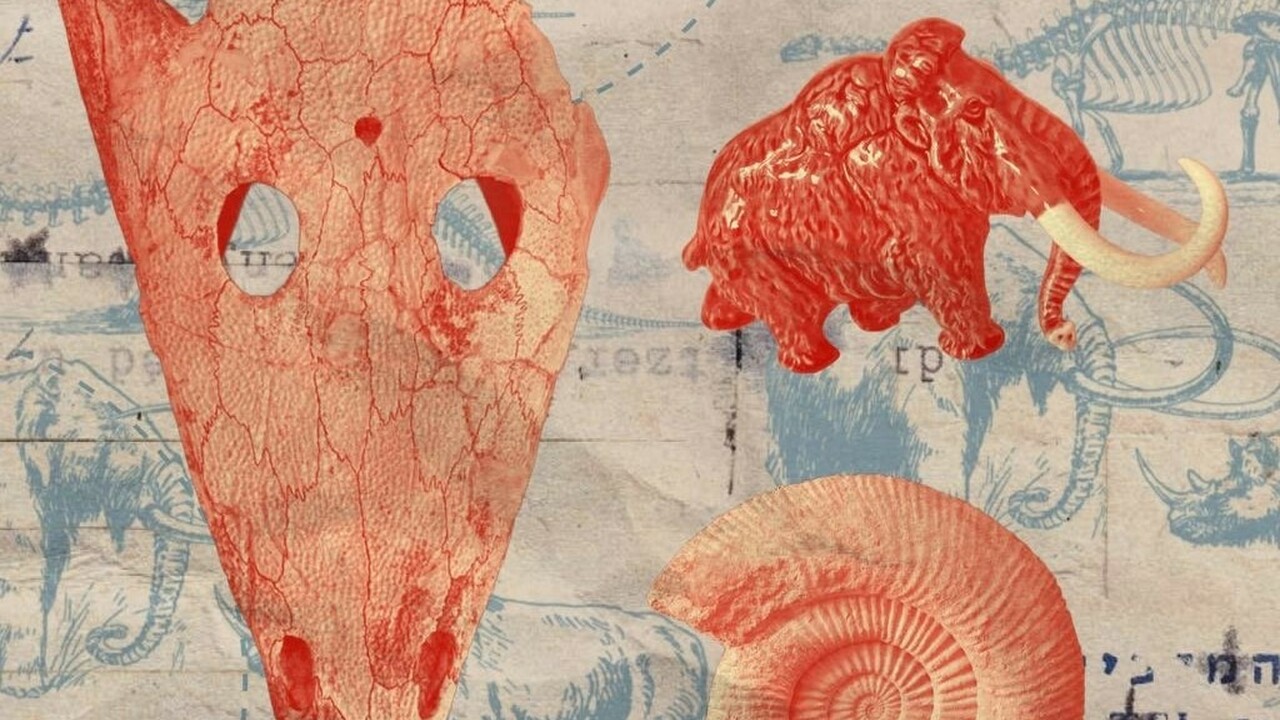 Экспозиция включает ихнофоссилии, древнюю флору...