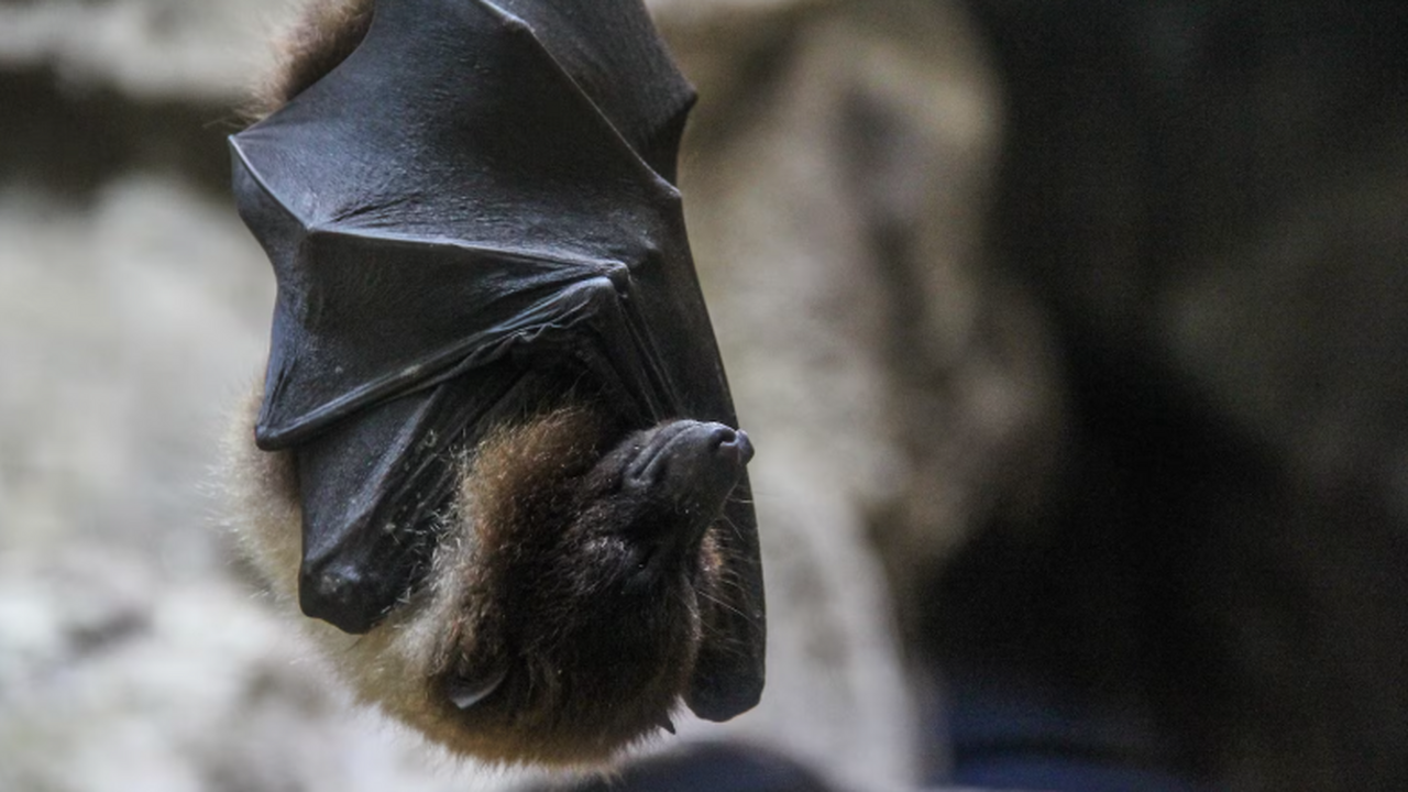 Новый вид летучей мыши Arielulus drungicus описан для гор Северного Индокитая Ученые рассказал, что особи с севера Вьетнама з...