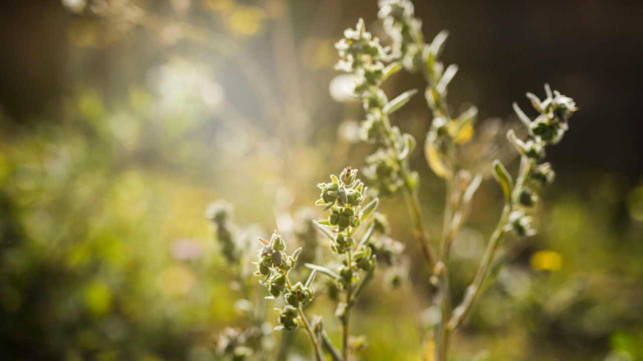 Учёные Якутии собираются расширить производство...