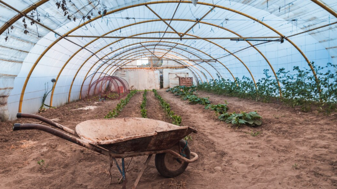 В ноябре лить в теплицу - обязательно: вся зараза пропадает за зиму - cредство из СССР для здорового урожая Фитофтора зимует в почве и на конструкциях тепл...