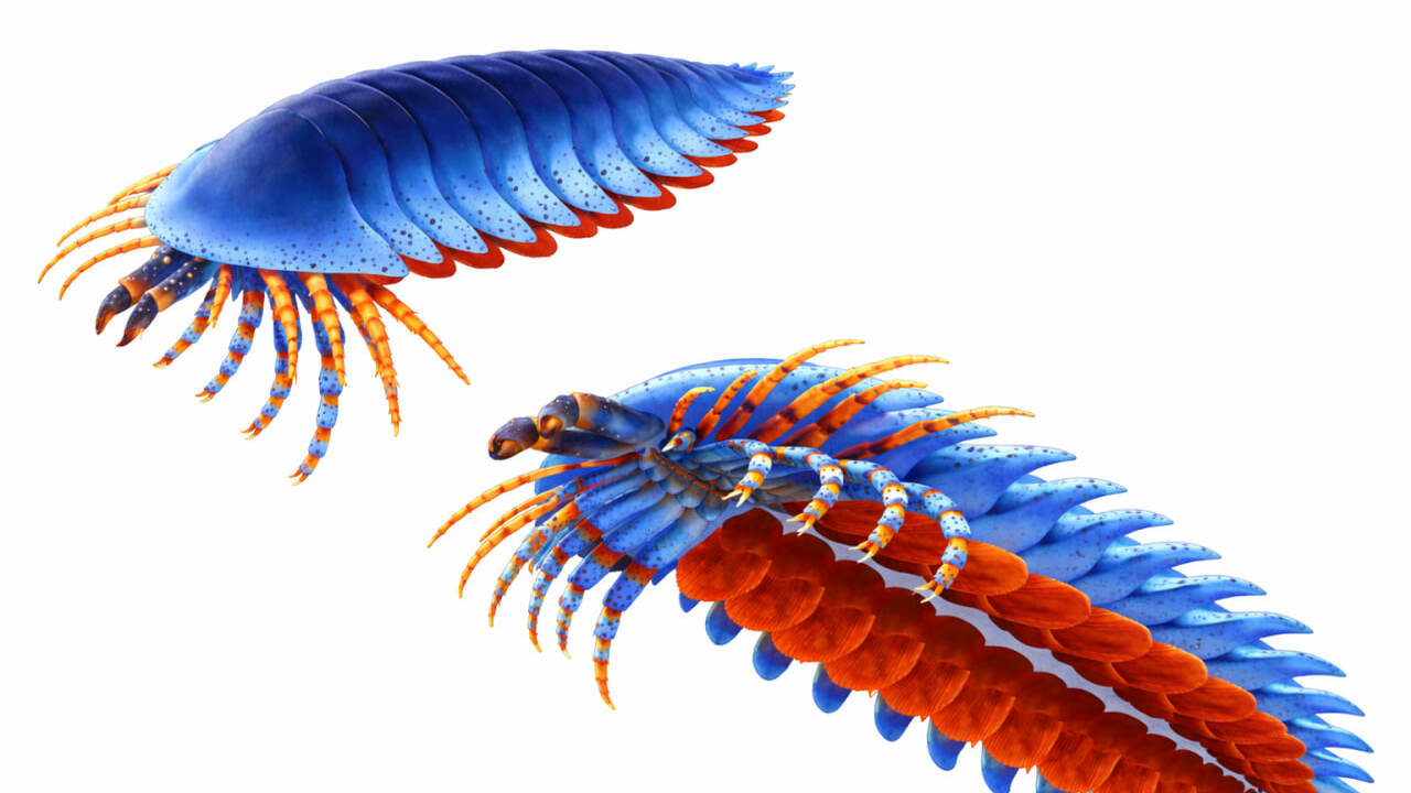 В Юте найден Megachelicerax cousteaui — кембрий...