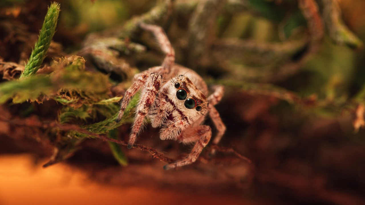 На мысе Казантип исследователи КФУ обнаружили п...