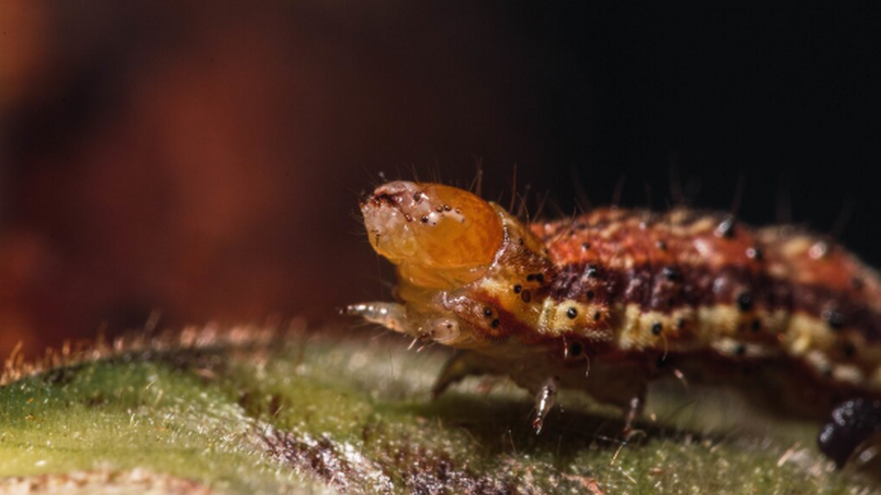 Зоолог Энн Сол из Университета Южной Флориды до...