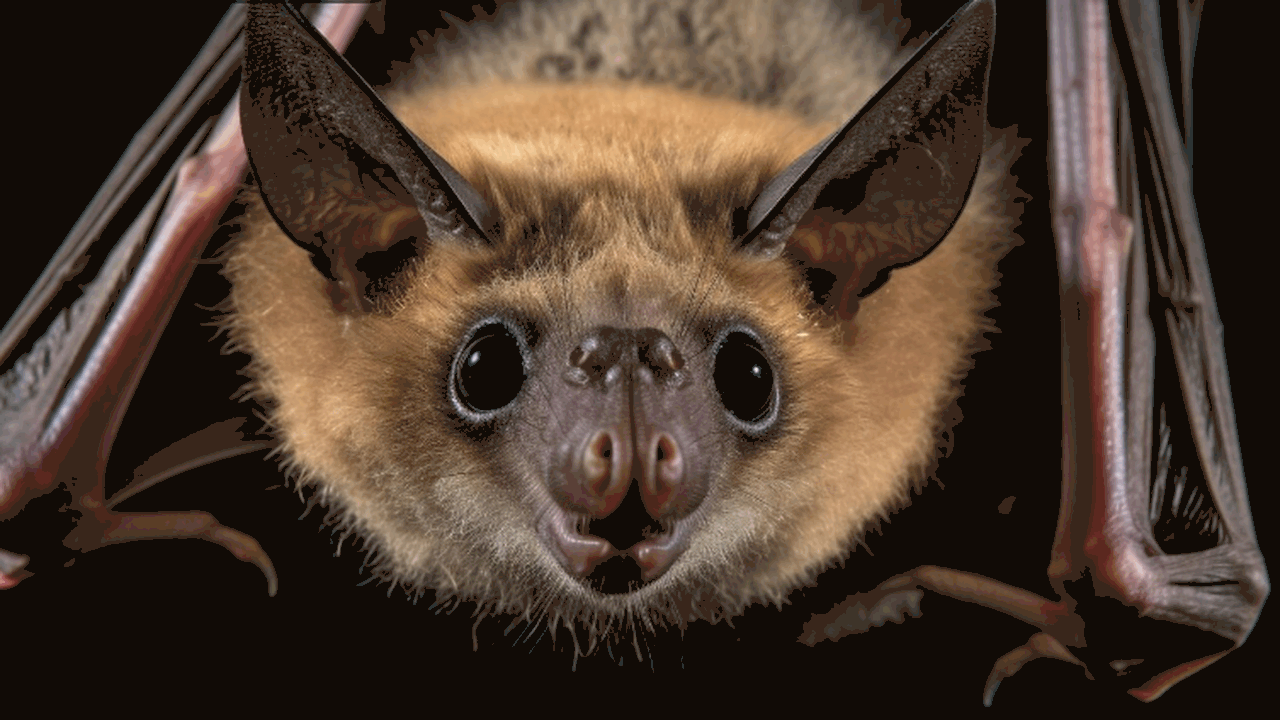 Исследование Nature показало, что вирус летучих...