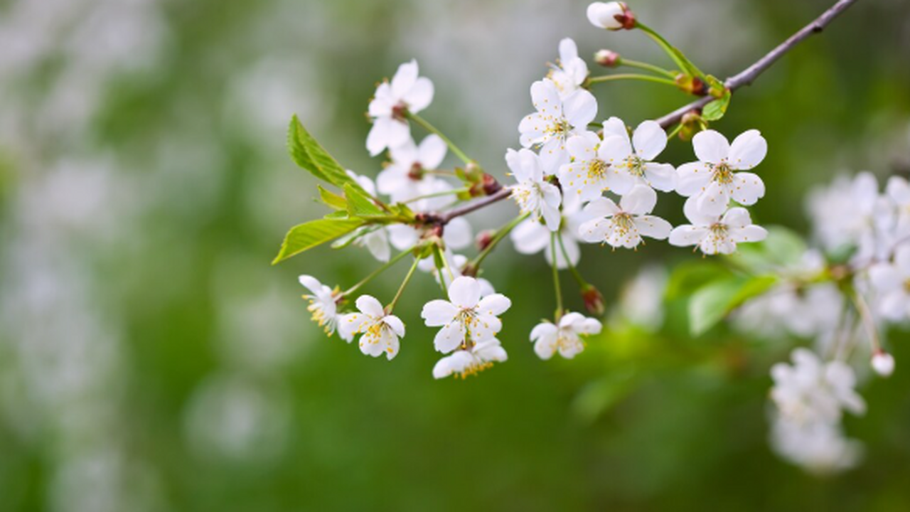 Майские праздничные дни в 2026 году окажутся са...