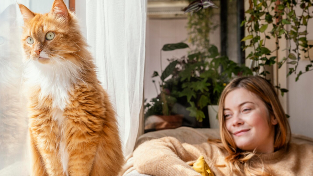 Учёные нашли статистическую связь между владением кошкой и риском шизофрении Группа учёных из Австралии обнаружила статистич...