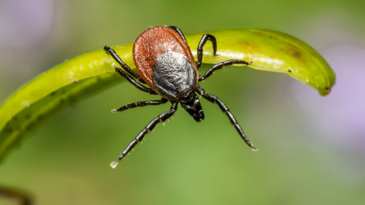 В некоторых регионах России жители обращаются к...