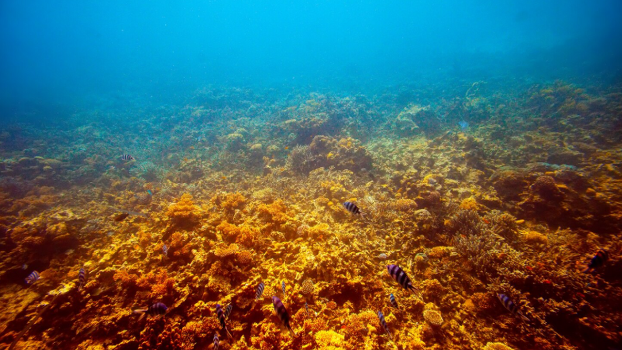 Хабаровские ученые в 2026 году снимут дно Амура...