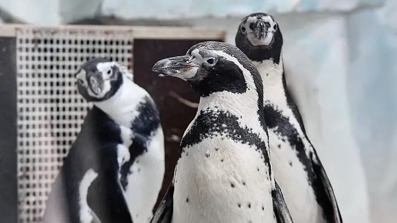 Самарский океанариум рассказал о брачном периоде своих обитателей и потомстве Такая активность является признаком комфортност...