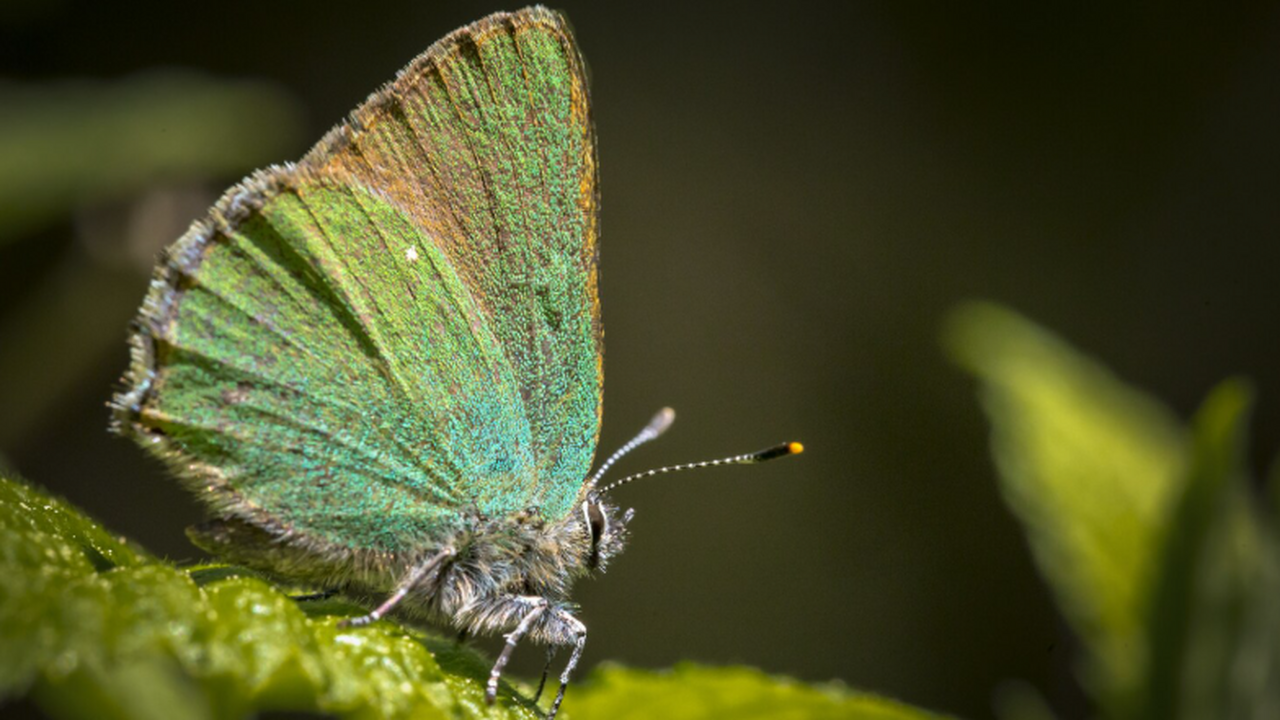 Международная группа энтомологов открыла три но...