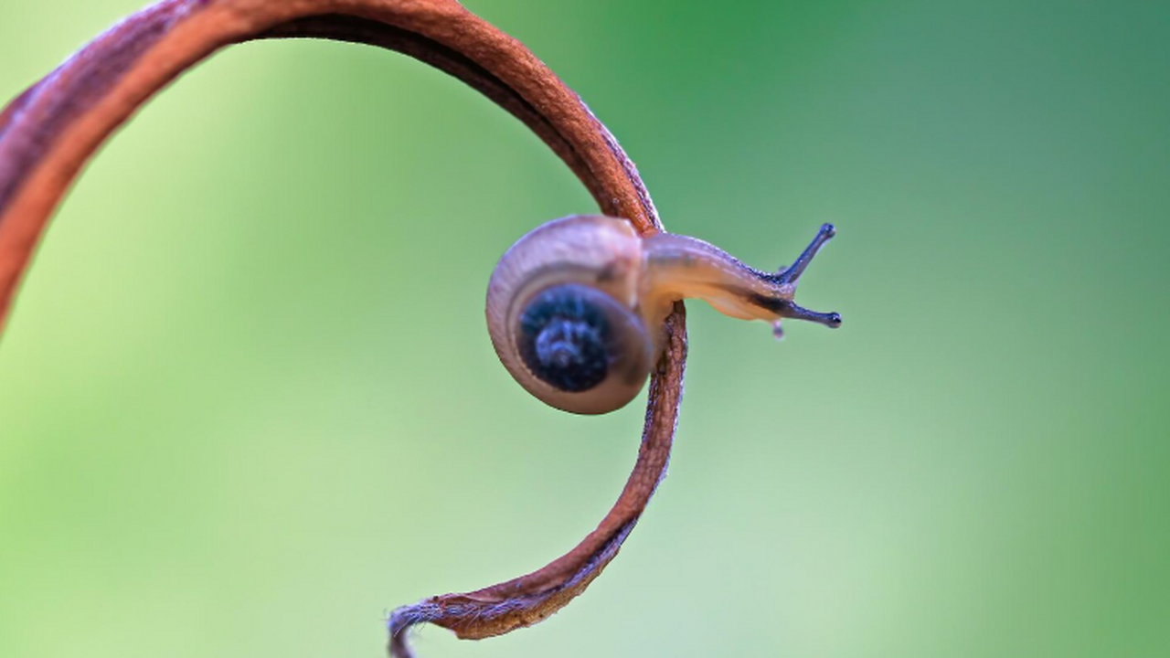 Mirror: 19-летний съел заражённого слизняка на спор и впал в кому 19‑летний Сэм Баллард из Австралии на дне рожде...