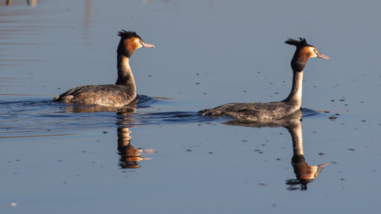 Чомги стали охотиться на птиц и съедать пеночек В Испании заметили, как чомги охотятся на певчи...