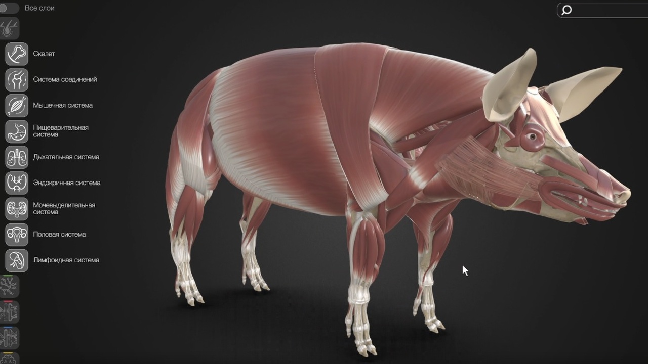 3D-атлас свиньи разработан СамГМУ и Белгородским ГАУ для учебных целей Это уже пятое пособие серии 3D-атласов