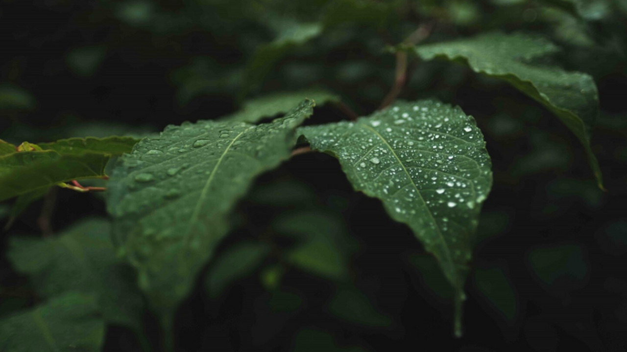 Российские ученые установили, что сильные ливни...