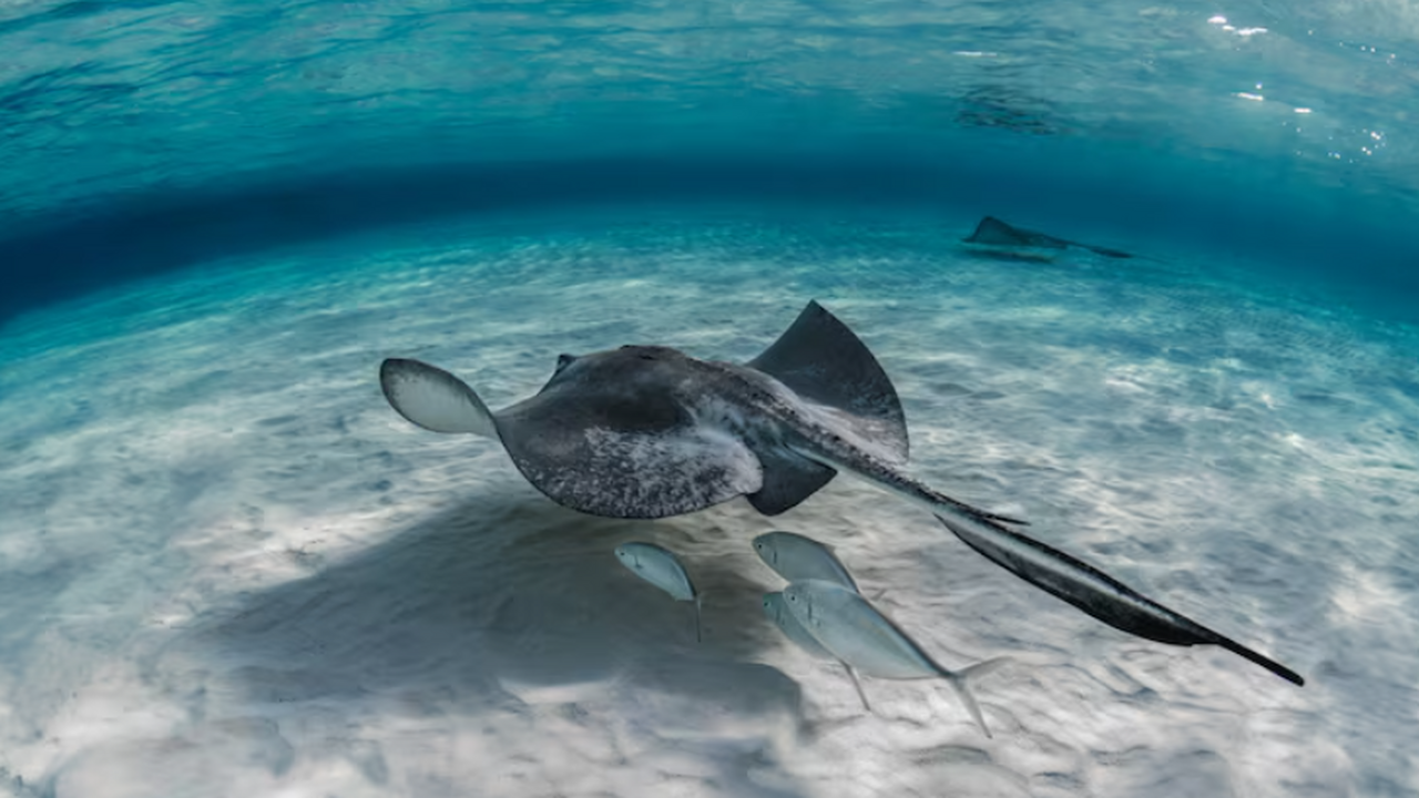 Рыбаки из Сингапура 45 минут вываживали крупного ската у причала Бедок Трое жителей Сингапура во время вечерней рыбалк...