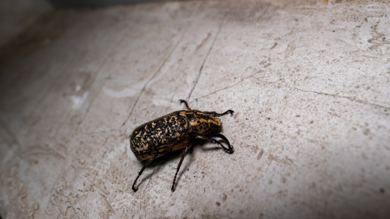 Жители Москвы заявили о зловонной квартире с мусором и тараканами В доме на Дмитровском шоссе, 41 жители пожалова...