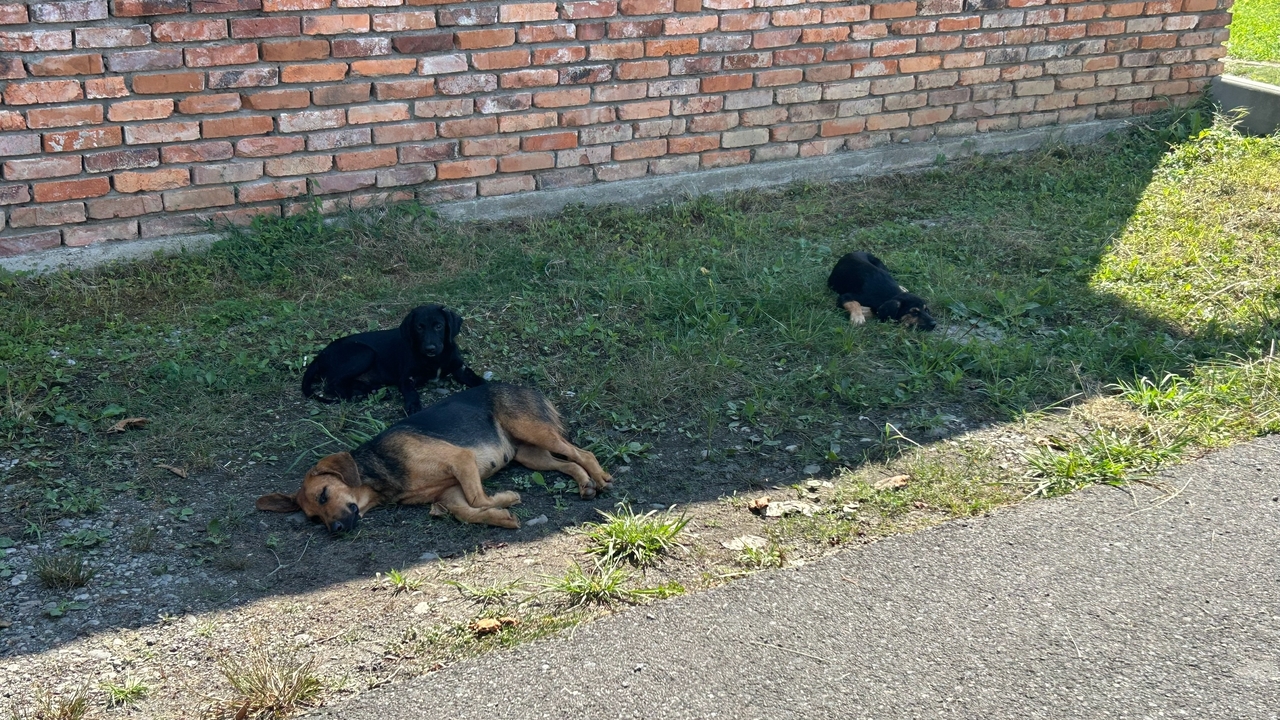 В Самаре зафиксировано массовое отравление дома...