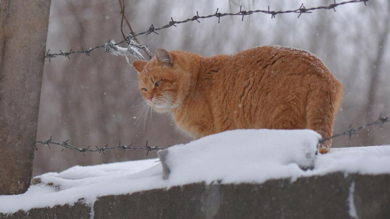 3 февраля 2026 года в Самарской области выпал р...