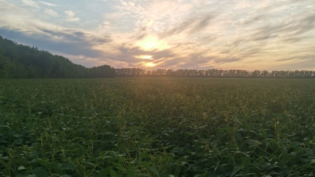 Участникам СВО упростили процедуру получения бесплатной земли в области Изменения зафиксированы в законе, опубликованно...