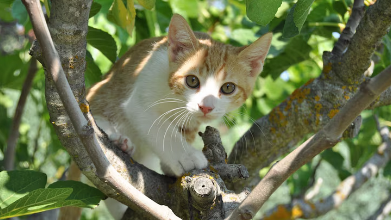 В Троицке завершилась операция по спасению кота...