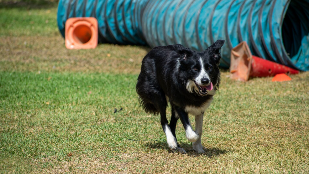 В Самары строят площадку с дрессировкой и социализацией собак В городе заметно растет эмпатия и осознанность ...