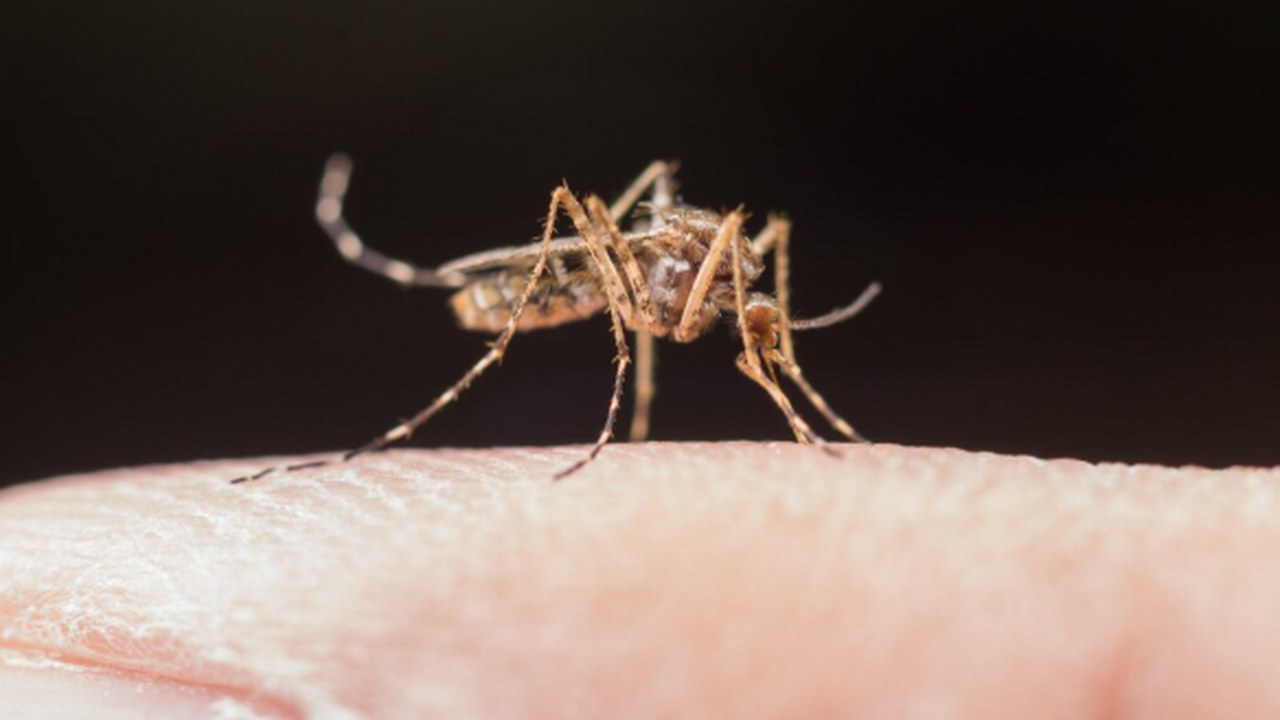 В Исландии, которая ранее считалась единственно...