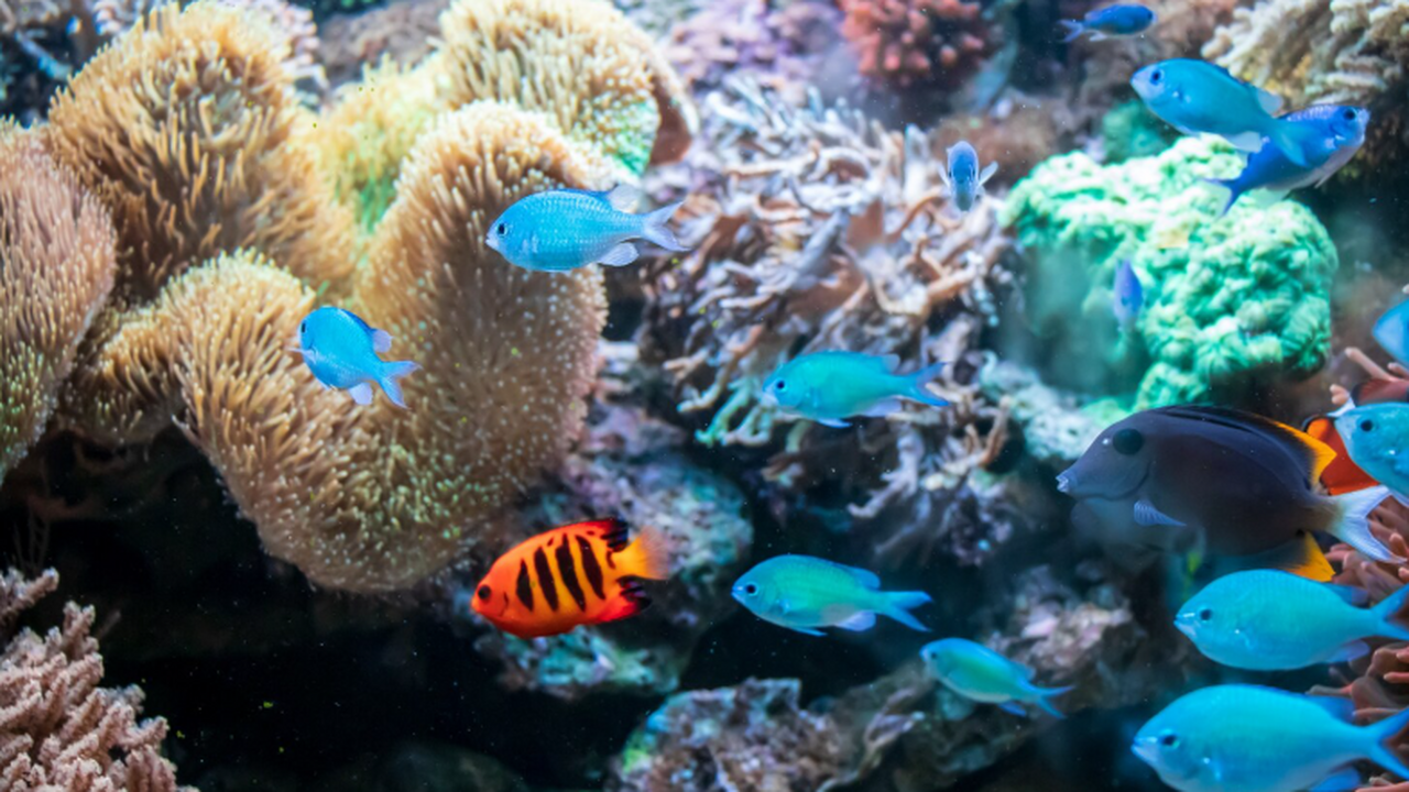 Экспедиция японских ученых выявила десятки новы...