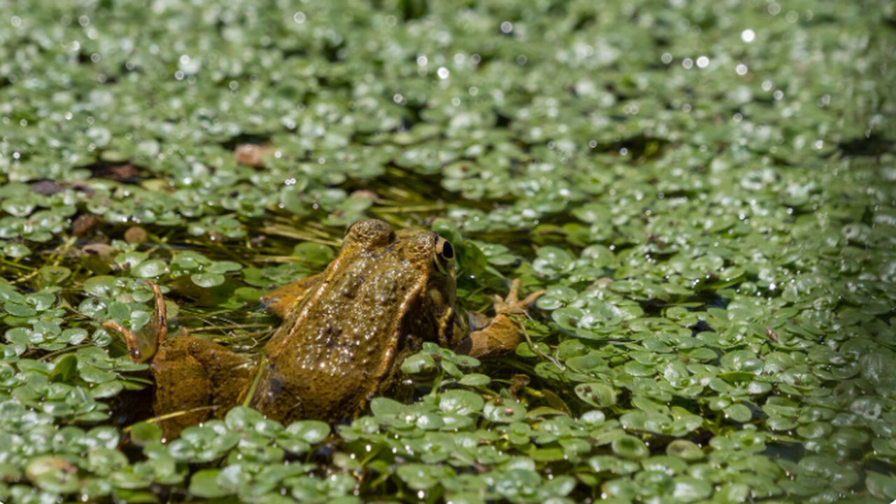 Тревога из-за лугов и болот: их утрата идёт быстрее лесов Международные эксперты заявили, что луга и боло...