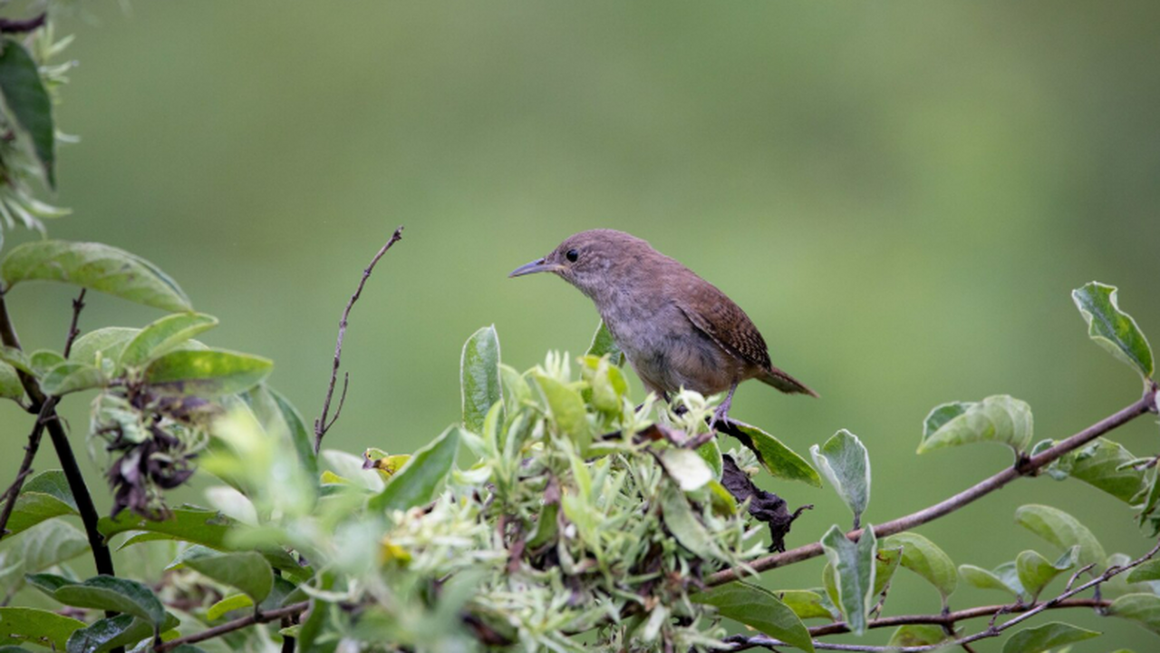 Исследование показало, что звуки местных лесных...