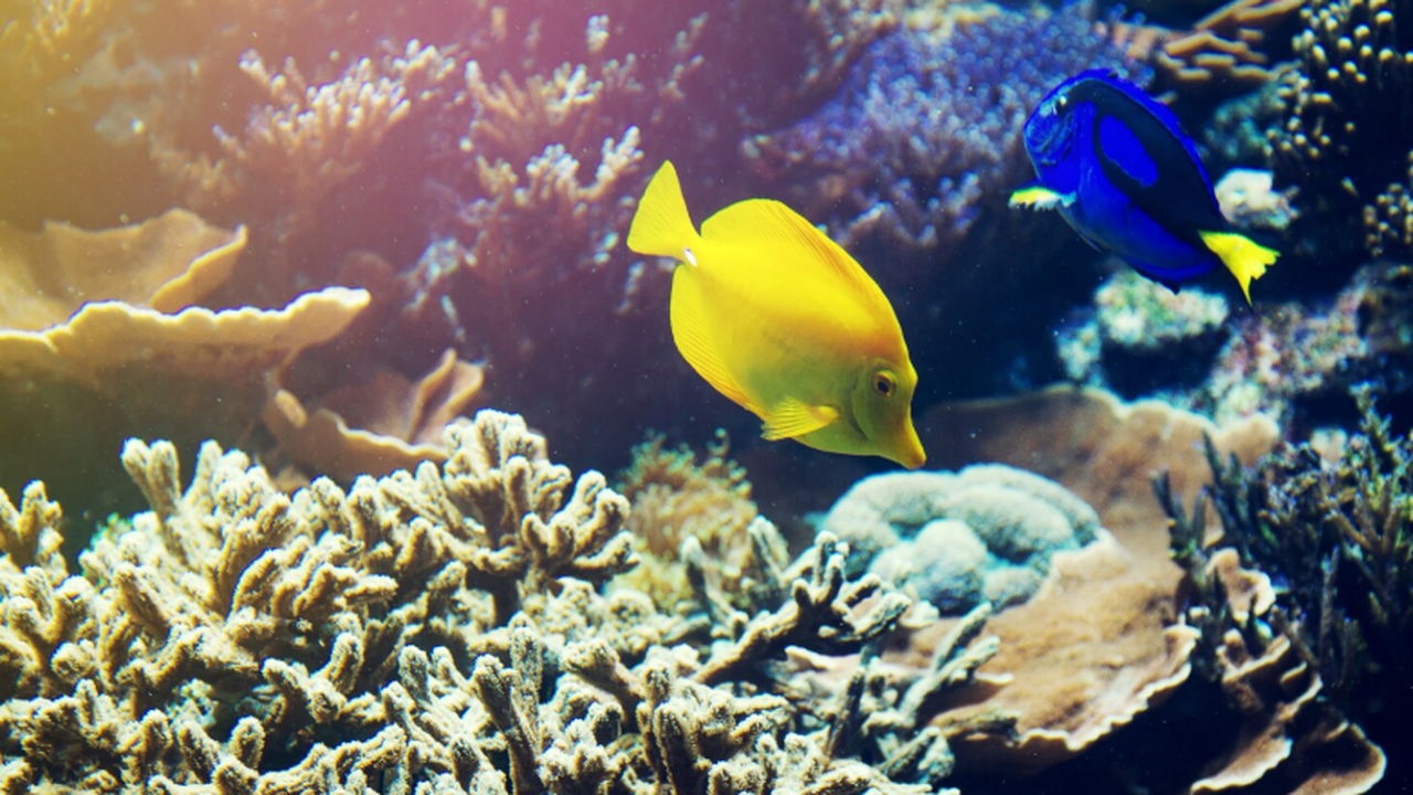 Потепление охватило четверть океана и грозит крахом морским экосистемам Климатические изменения уже затронули структуру...