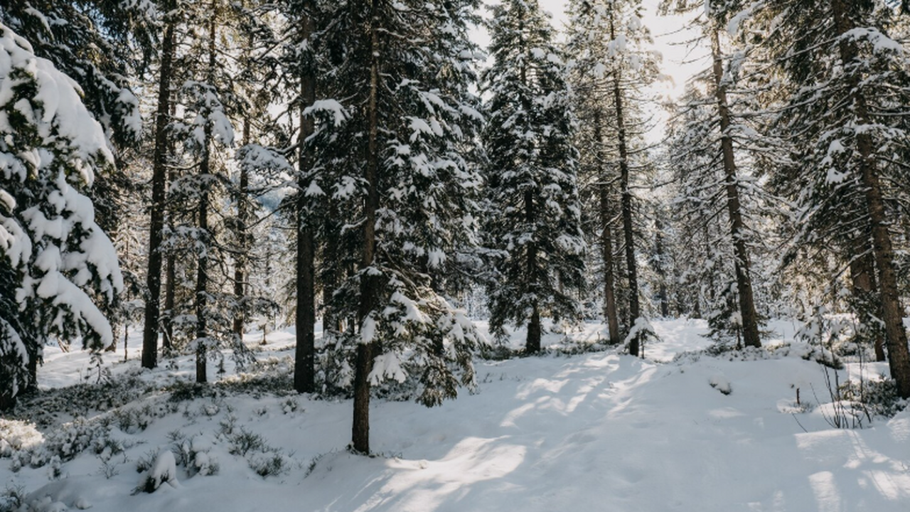 Исчезновение семьи Усольцевых: версия блуждания и спорные детали Исчезновение семьи Усольцевых в Красноярском кр...