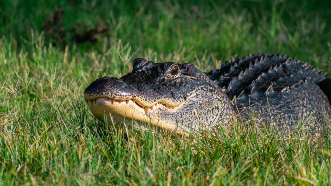 Палеонтологи выявили в Эфиопии Crocodylus luciv...